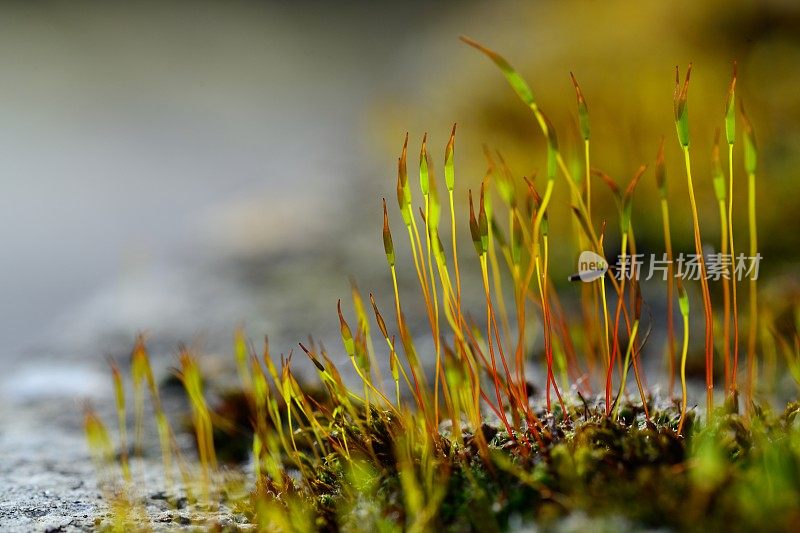 螺旋苔藓(Tortula muralis)